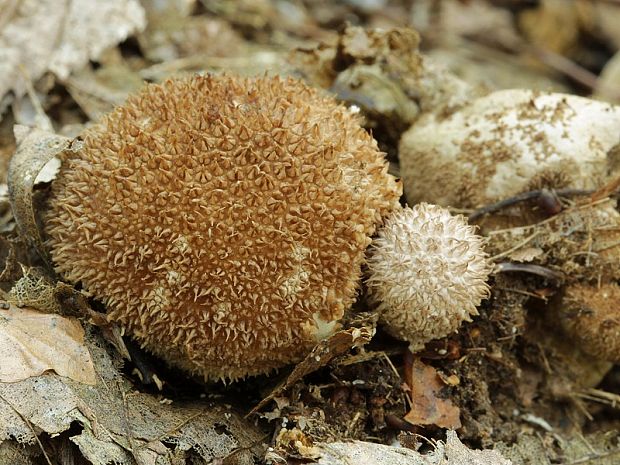 prášnica pichliačová Lycoperdon echinatum Pers.