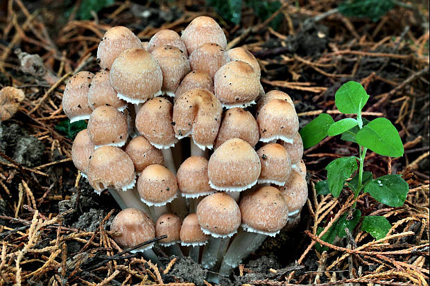 drobuľka trsovitá Psathyrella multipedata (Peck) A.H. Sm.