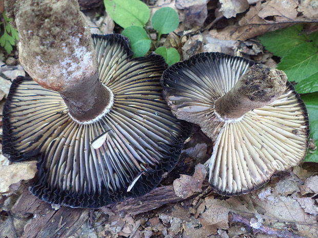 plávka černejúca Russula nigricans Fr.