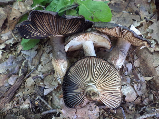 plávka černejúca Russula nigricans Fr.