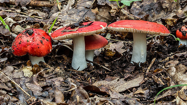 plávka Russula sp.