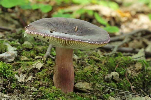 plávka Russula sp.