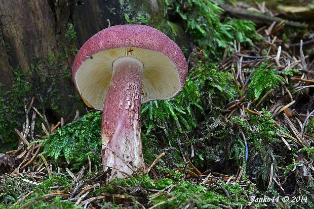 čírovec červenožltý Tricholomopsis rutilans (Schaeff.) Singer