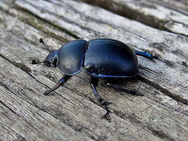 lajniak hladký Trypocopris vernalis