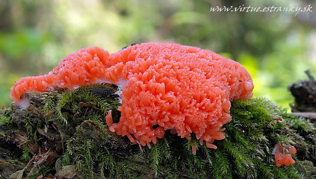 jahodník sasankovitý Tubifera ferruginosa (Batsch) J.F. Gmel.