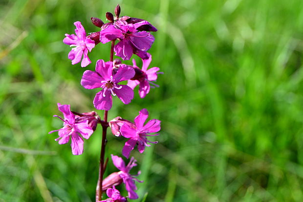 smolnička obyčajná Viscaria vulgaris