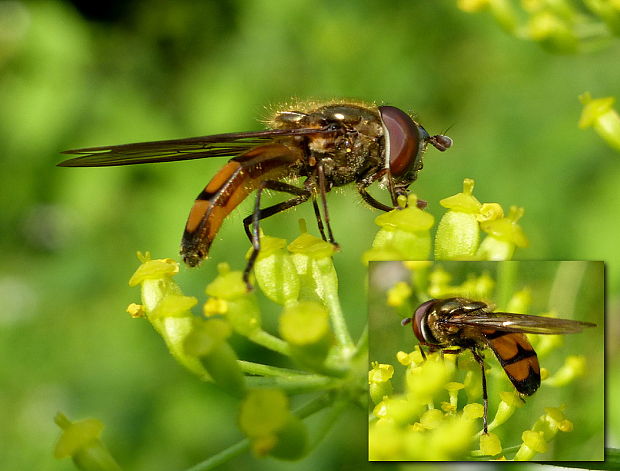 pestrica ♂ Xanthandrus comtus Harris, 1780