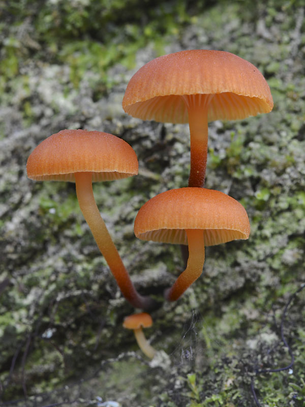 tanečnička zvončekovitá Xeromphalina campanella (Batsch) Maire