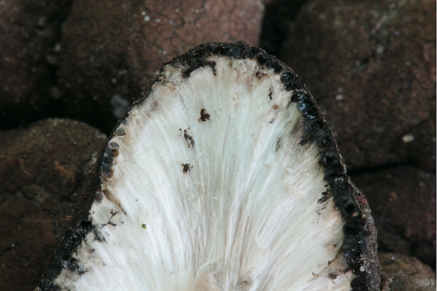 drevnatec Xylaria sp.