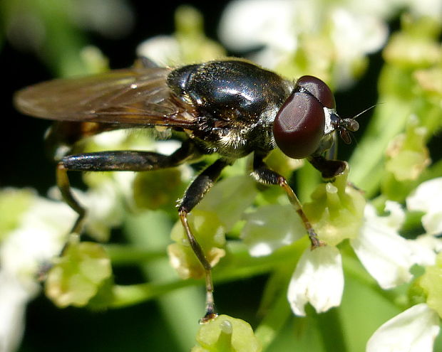 pestrica ♂ Xylota jakutorum ?