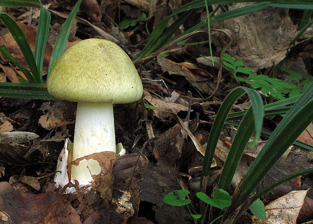 muchotrávka zelená Amanita phalloides (Vaill. ex Fr.) Link