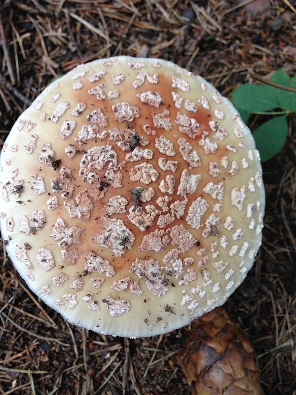 muchotrávka červenkastá Amanita rubescens Pers.