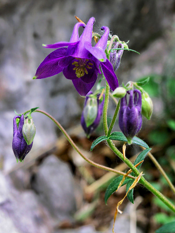 orlíček obyčajný Aquilegia vulgaris L.