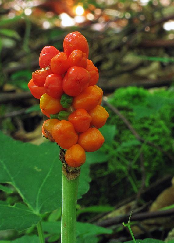 áron alpský Arum alpinum Schott et Kotschy