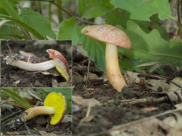 zlatohríb úhľadný Aureoboletus gentilis (Quél.) Pouzar