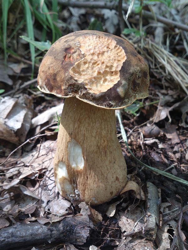 hríb bronzový Boletus aereus Bull. ex Fr.