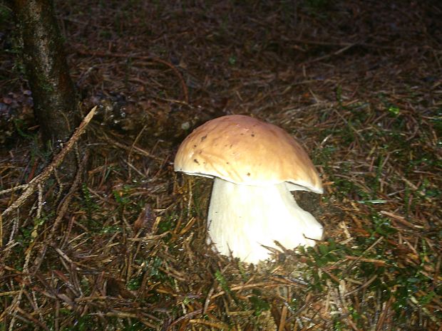 hríb smrekový  Boletus edulis var. clavipes