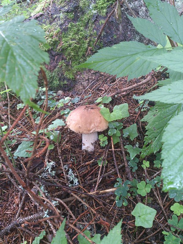 hríb smrekový  Boletus edulis var. clavipes