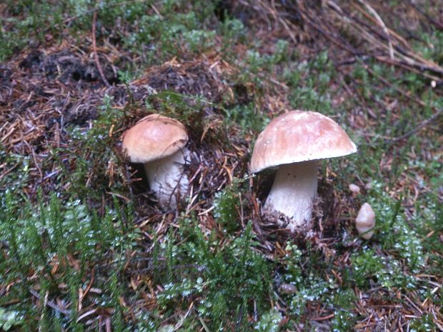 hríb smrekový Boletus edulis Bull.