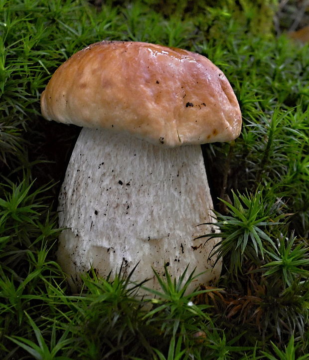 hríb smrekový Boletus edulis Bull.