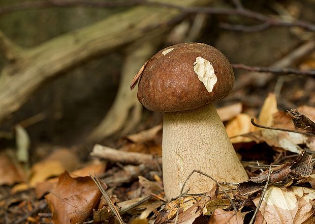 hríb dubový Boletus reticulatus Schaeff.