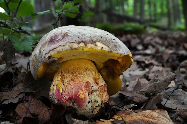 hríb striebristý Butyriboletus fechtneri (Velen.) D. Arora & J.L. Frank