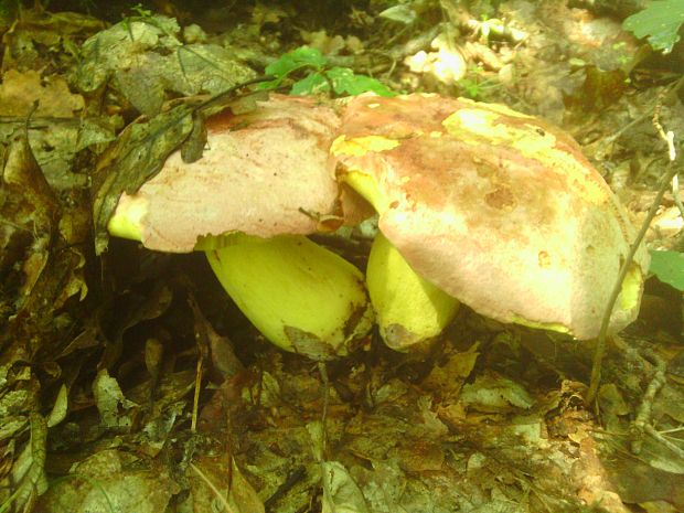 hríb kráľovský Butyriboletus regius (Krombh.) D. Arora & J.L. Frank