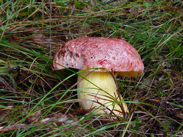 hríb kráľovský Butyriboletus regius (Krombh.) D. Arora & J.L. Frank