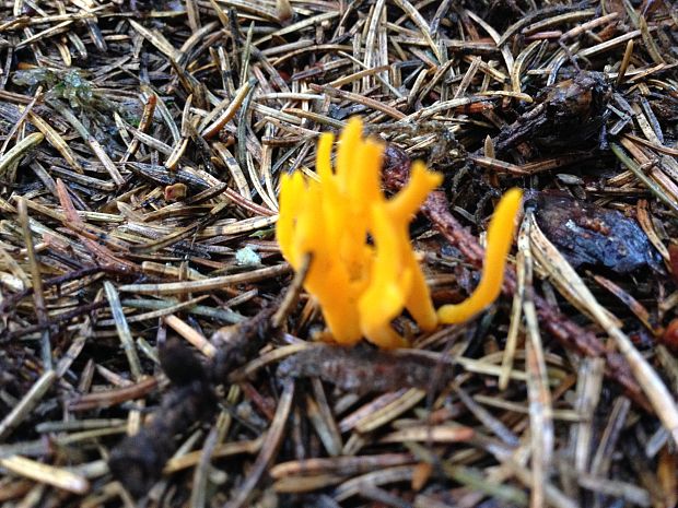 parôžkovec lepkavý Calocera viscosa (Pers.) Fr.