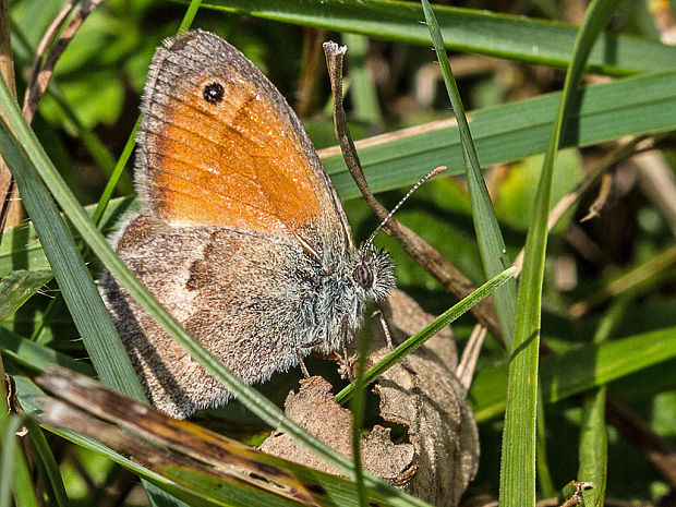 očkáň pohánkový  Coenonympha pamphilus