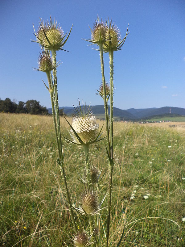 štetka lesná Dipsacus fullonum L.