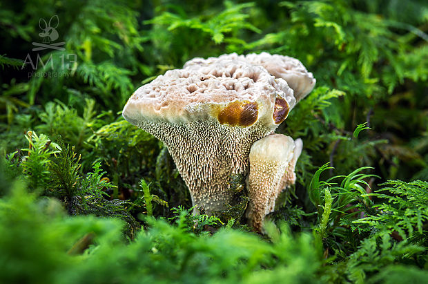 jelenkovka výrastková Hydnellum scrobiculatum (Fr.) P. Karst.