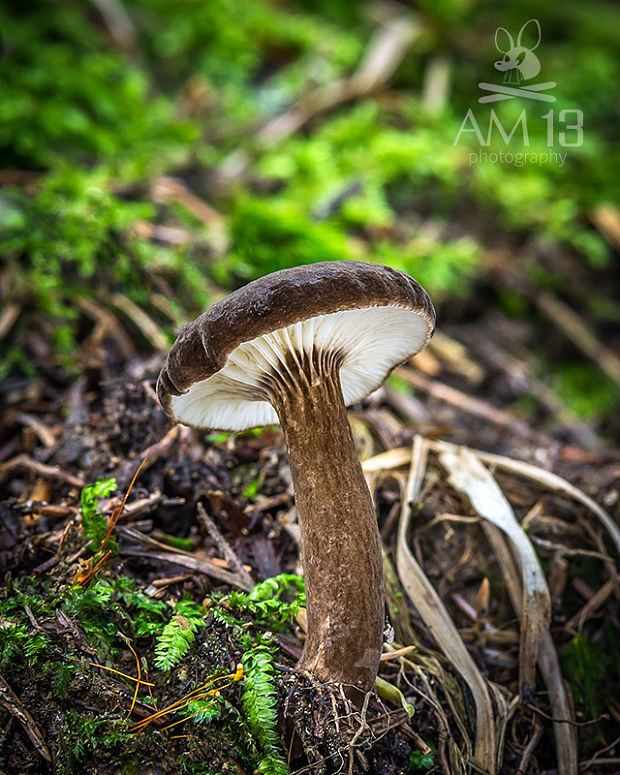 rýdzik čiernozamatový Lactarius lignyotus Fr.