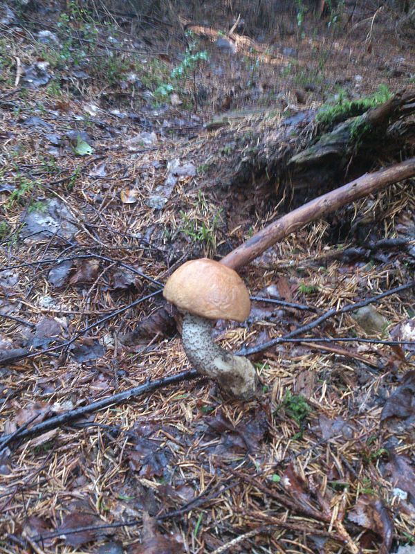 kozák  Leccinum percandidum (Vassilkov) Watling