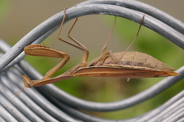 modlivka Mantis religiosa