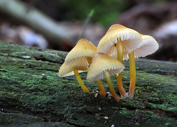 prilbička žltohlúbiková Mycena renati Quél.