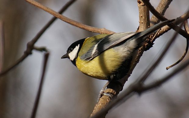 sýkorka bielolíca Parus major