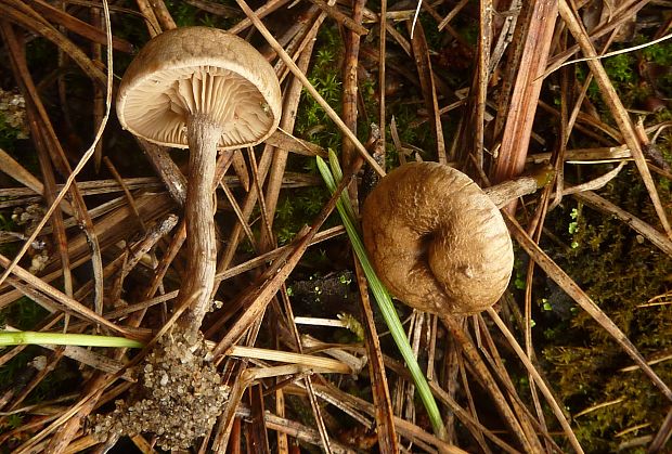 machovec Rhodocybe cf.parilis (Fr.) Singer