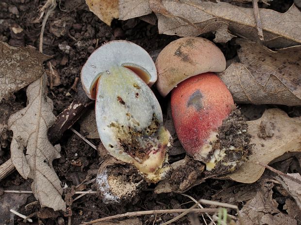 hríb Le Galovej Rubroboletus legaliae (Pilát & Dermek) Della Maggiora & Trassin.