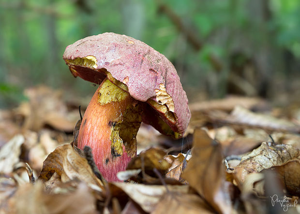 hríb úhľadný horský Rubroboletus rubrosanguineus (Cheype) Kuan Zhao & Zhu L. Yang