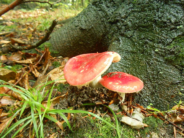 plávka Russula sp.