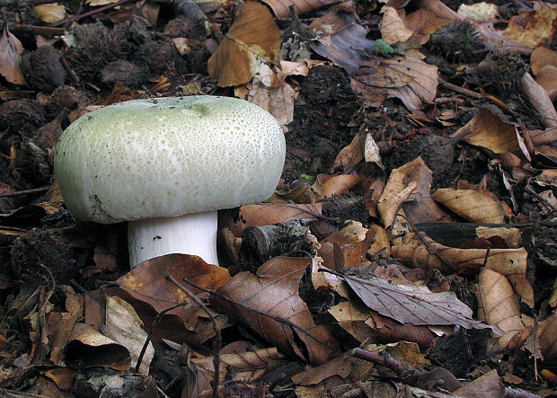 plávka zelenkastá Russula virescens (Schaeff.) Fr.