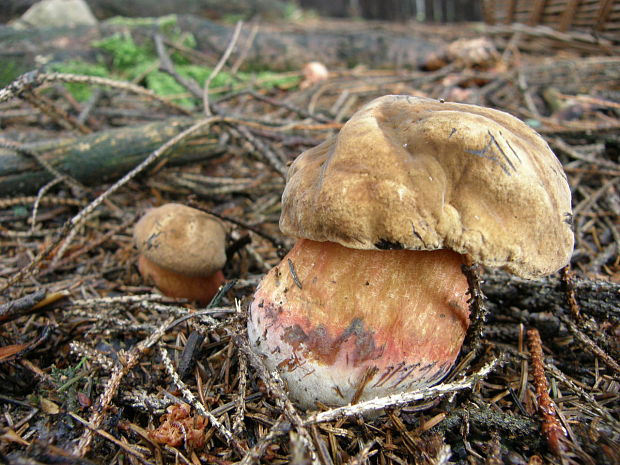 hríb zrnitohlúbikový Sutorius luridiformis (Rostk.) G. Wu & Zhu L. Yang