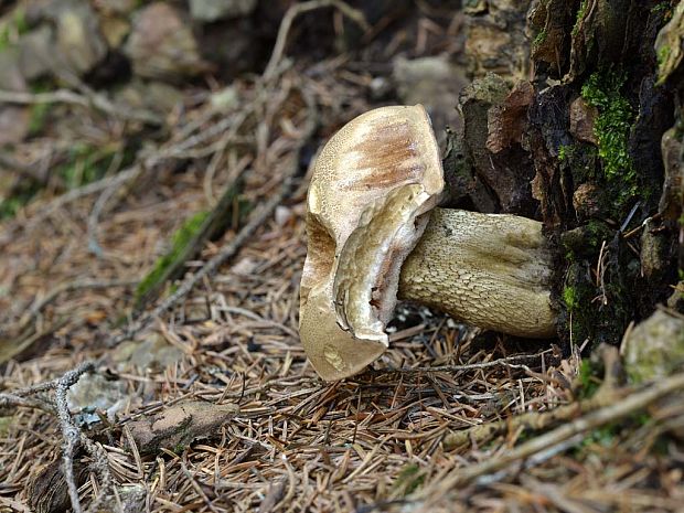 podhríb žlčový Tylopilus felleus (Bull.) P. Karst.