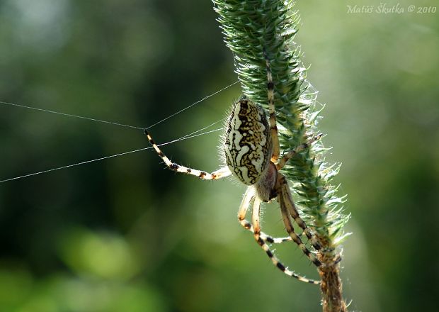 križiak Aculepeira ceropegia