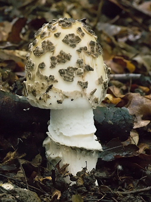 muchotrávka chrastavá Amanita ceciliae (Berk. & Broome) Bas