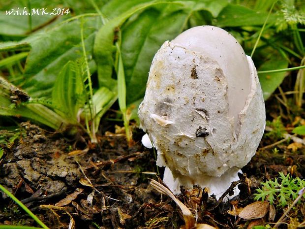 muchotrávka pošvatá Amanita vaginata (Bull.) Lam.