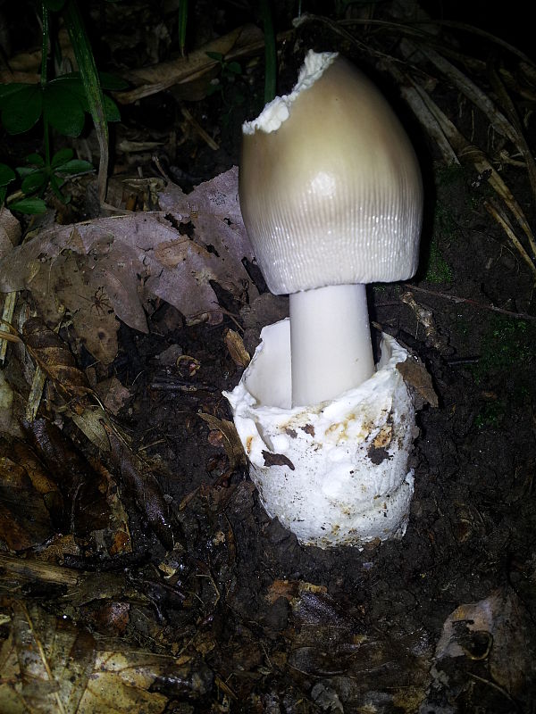 muchotrávka pošvatá Amanita vaginata (Bull.) Lam.