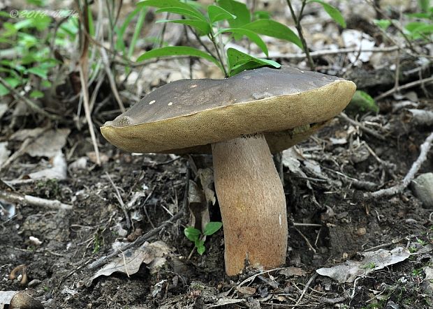 hríb bronzový Boletus aereus Bull. ex Fr.