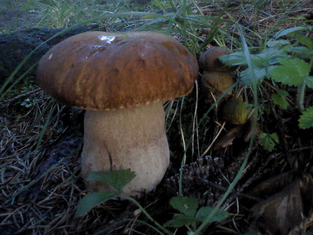 hríb smrekový Boletus edulis Bull.